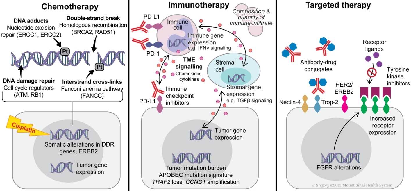 Biomarkers For Therapy Selection In Metastatic Urothelial Cancer