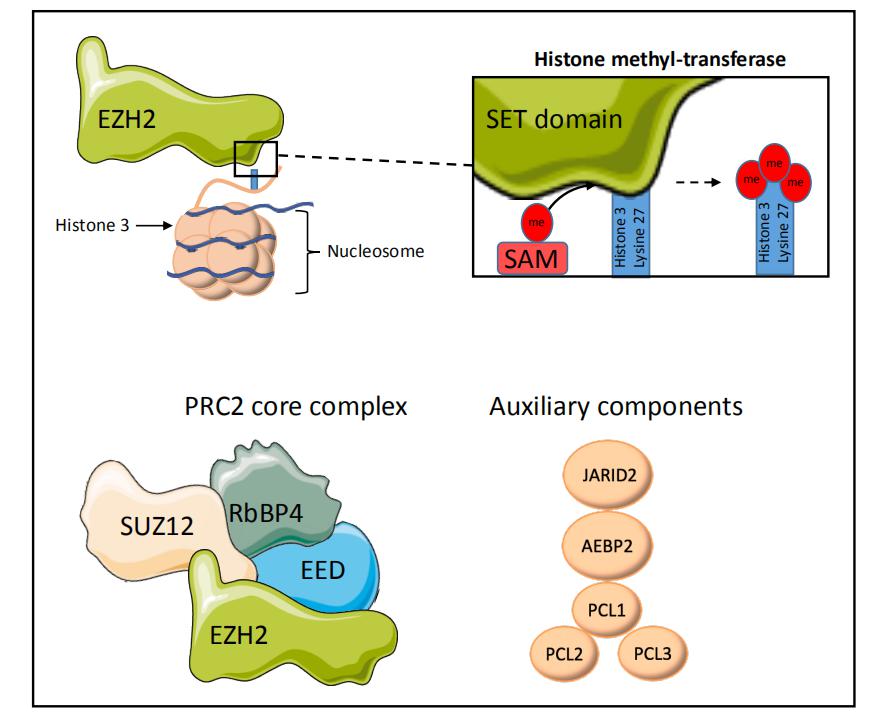 Targeting EZH2 For The Treatment Of Soft Tissue Sarcomas