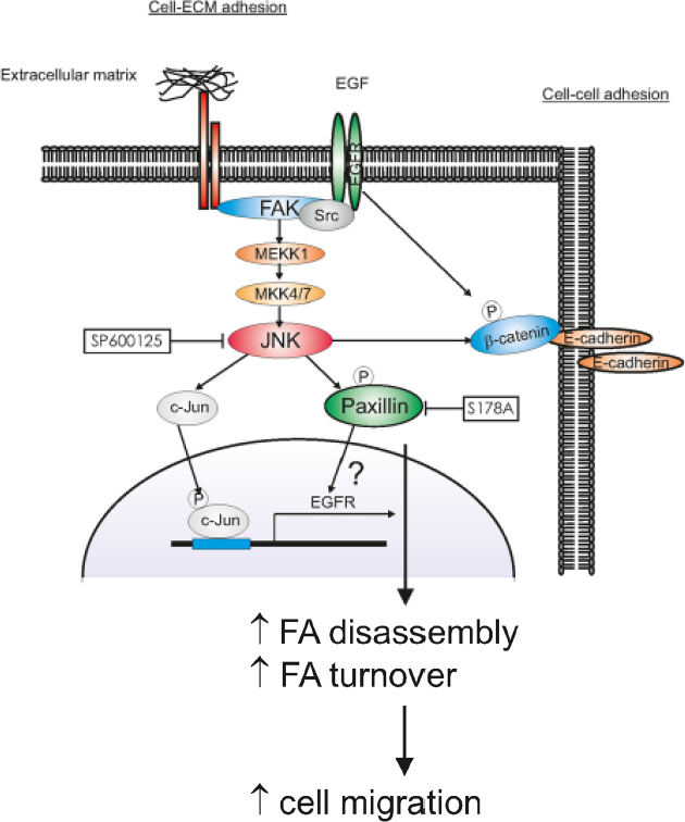 Paxillin Serine 178 Phosphorylation In Control Of Cell Migration And