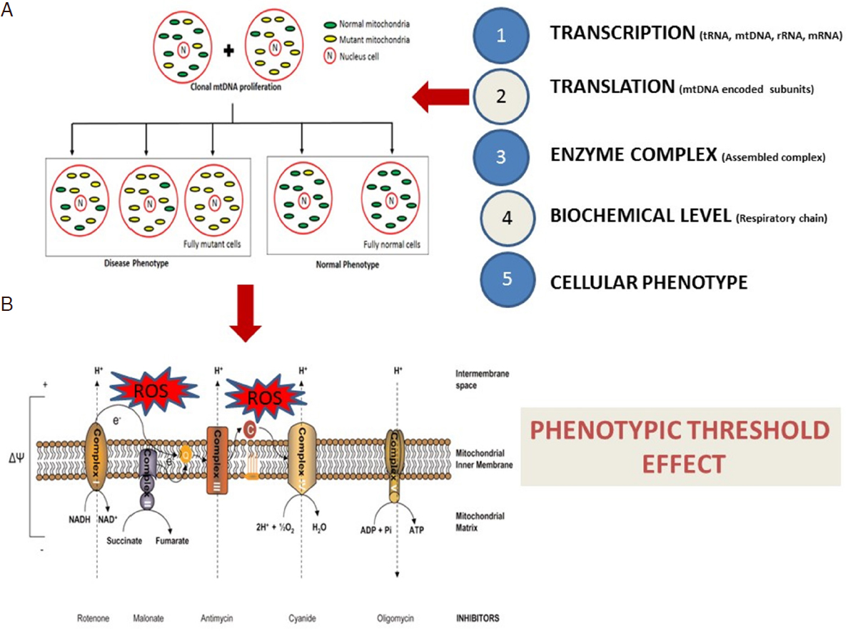 Advancement In The Diagnosis Of Mitochondrial Diseases