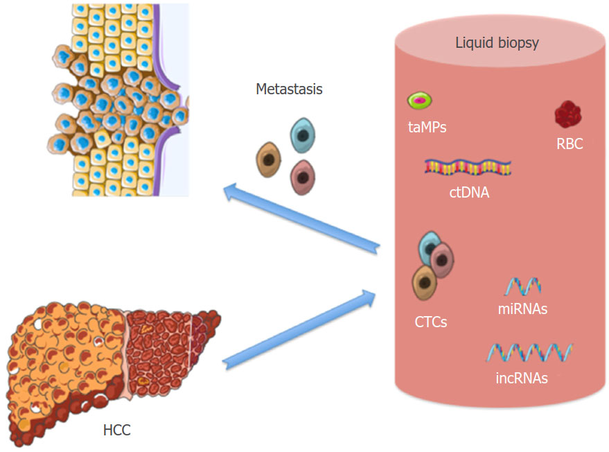 Performance Of Different Biomarkers For The Management Of Hepatocellular Carcinoma
