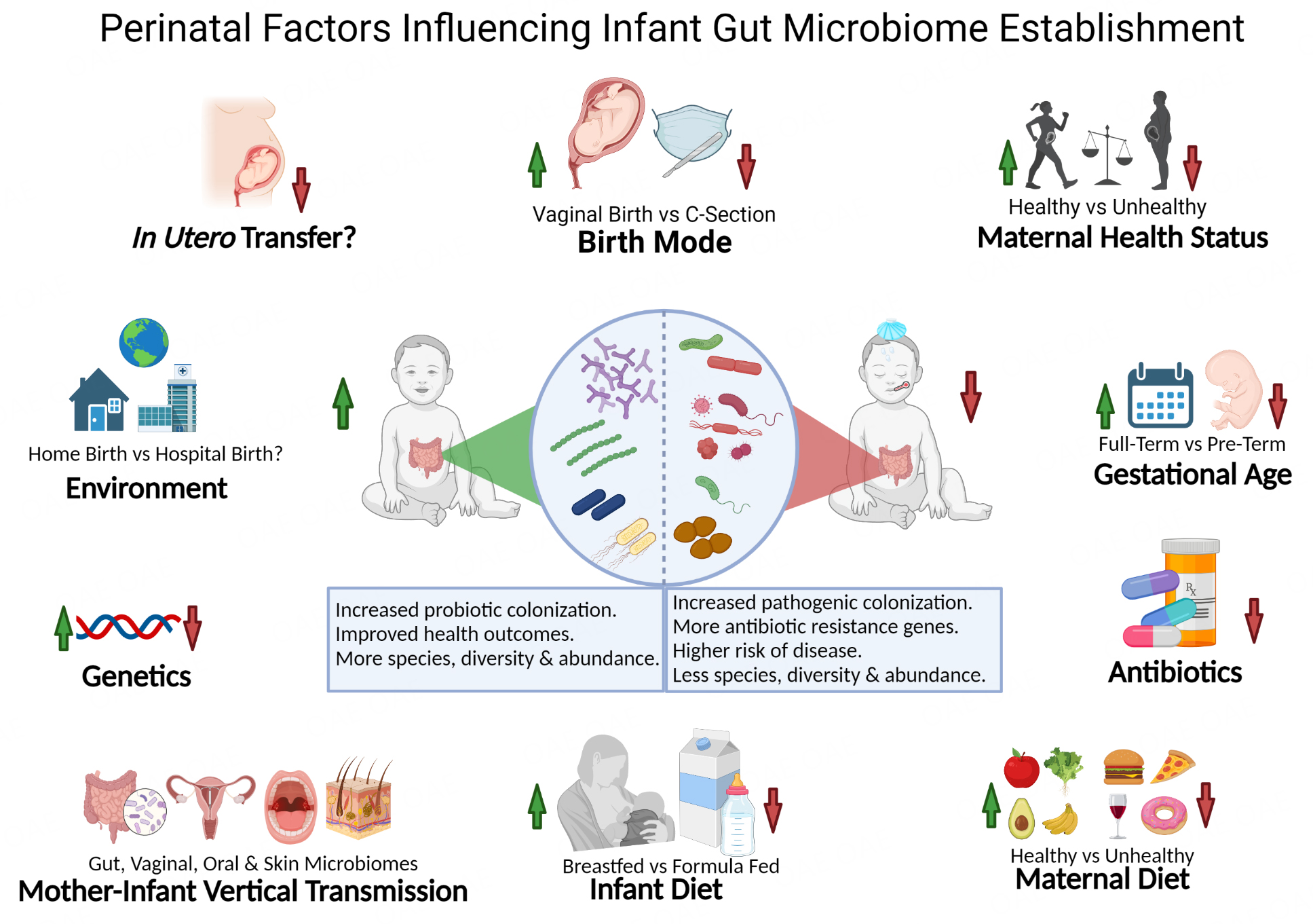 First Encounters Of The Microbial Kind Perinatal Factors Direct Infant Gut Microbiome Establishment