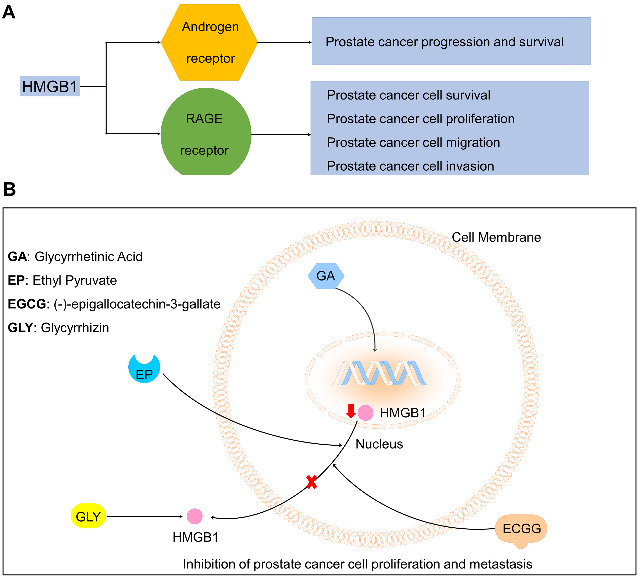 The Effect Of Hmgb1 And Rage On The Clinicopathological And Prognostic