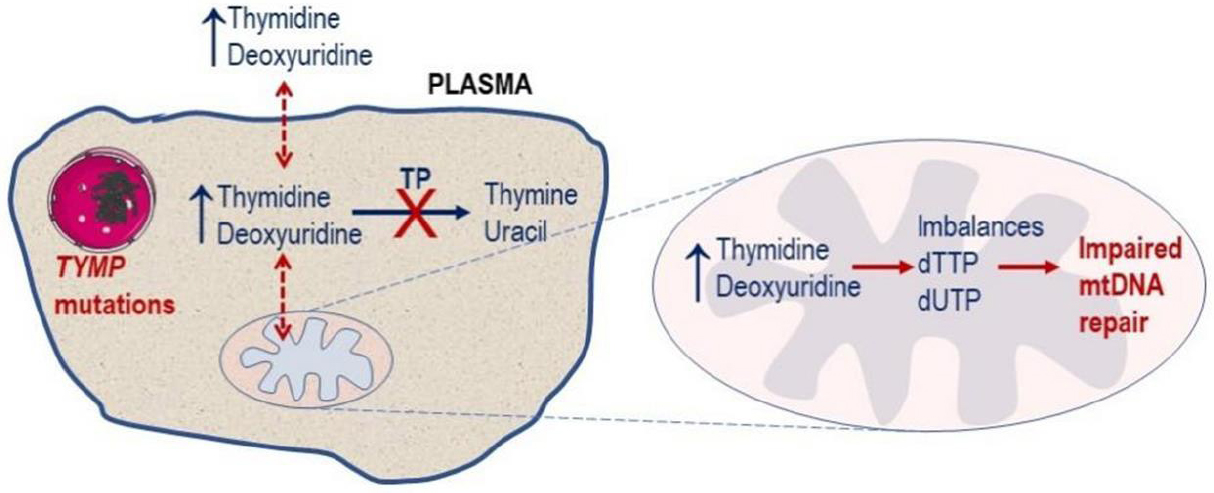 Mitochondrial Neurogastrointestinal Encephalomyopathy Approaches To Diagnosis And Treatment