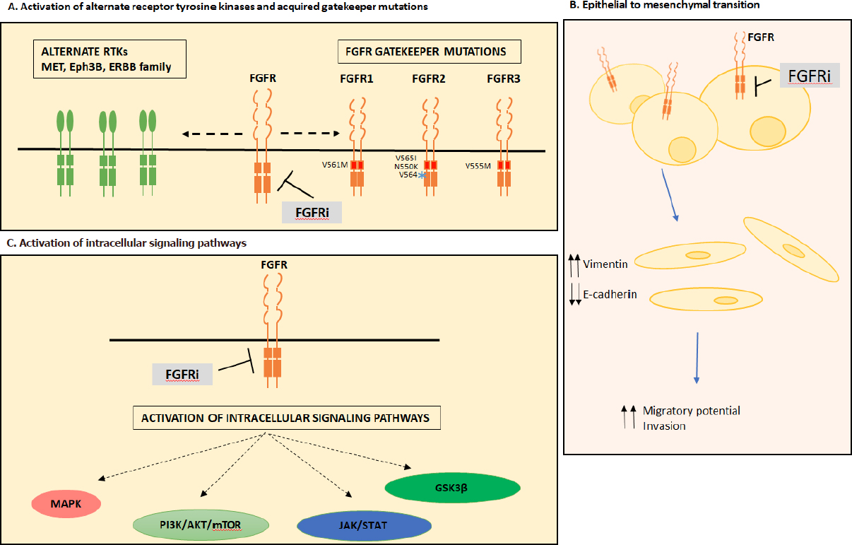 Fgfr3 Pathway