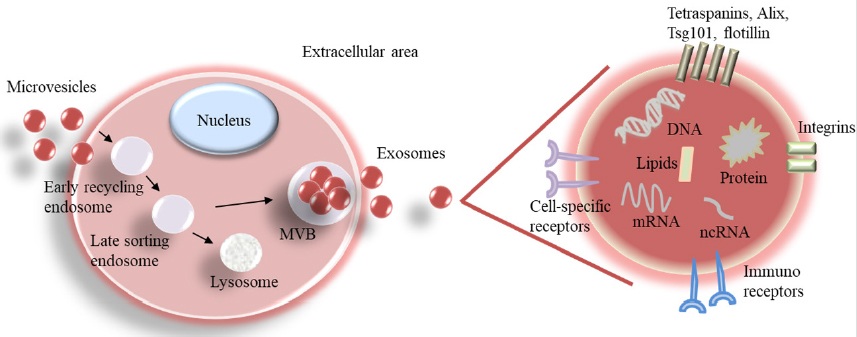 cancer drug resistance