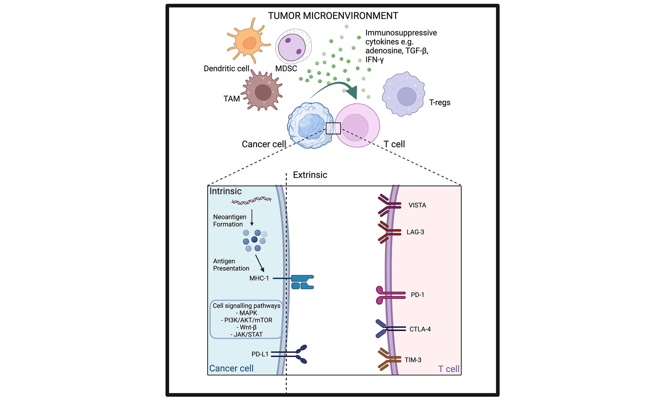 Activation of the cGMP/protein kinase G system in breast cancer by the  dopamine receptor-1