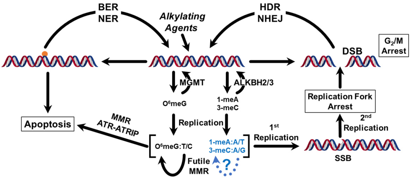 cancer drug resistance