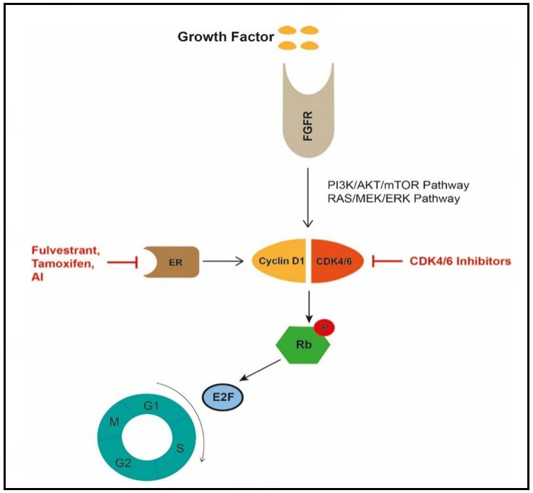 Switch to fulvestrant and palbociclib versus no switch in advanced breast  cancer with rising ESR1 mutation during aromatase inhibitor and palbociclib  therapy (PADA-1): a randomised, open-label, multicentre, phase 3 trial - The