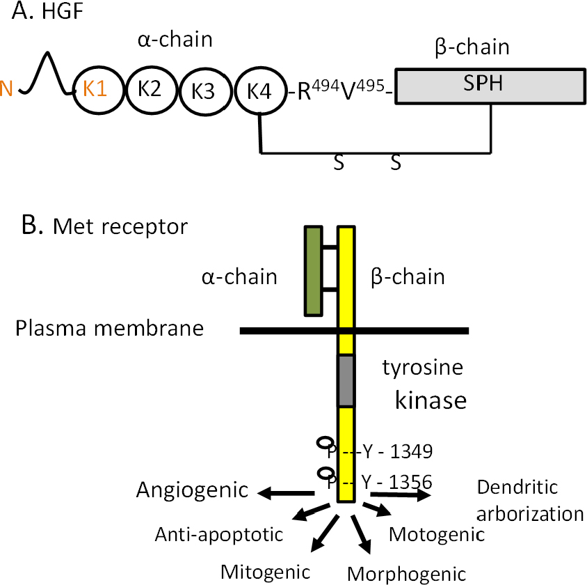 Small Molecule Activation Of The Neurotrophin Hepatocyte Growth Factor To Treat Alzheimer Disease