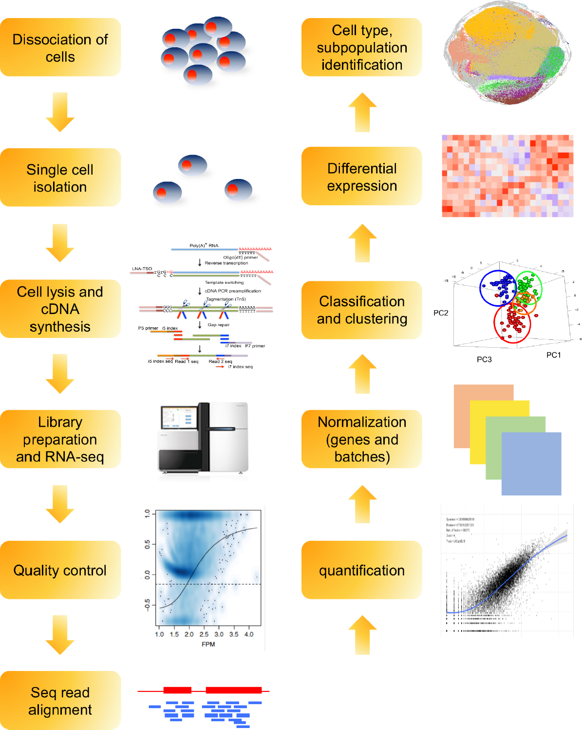 Toward Uncharted Territory Of Cellular Heterogeneity Advances And Applications Of Single Cell Rna Seq