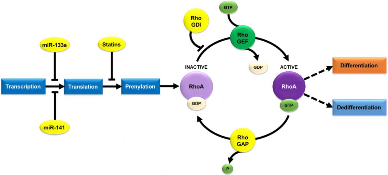 Complex Role Of RhoA In Regulating Vascular Smooth Muscle Cell ...