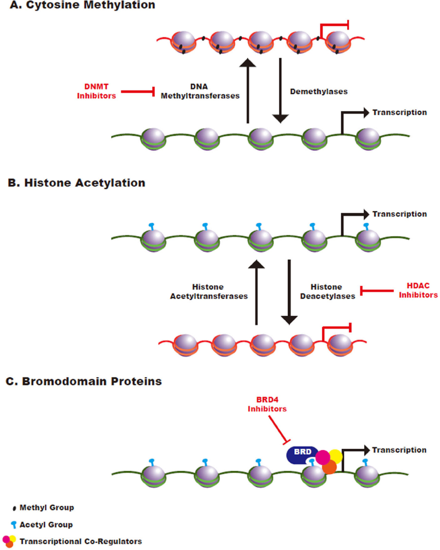 cytosine methylation