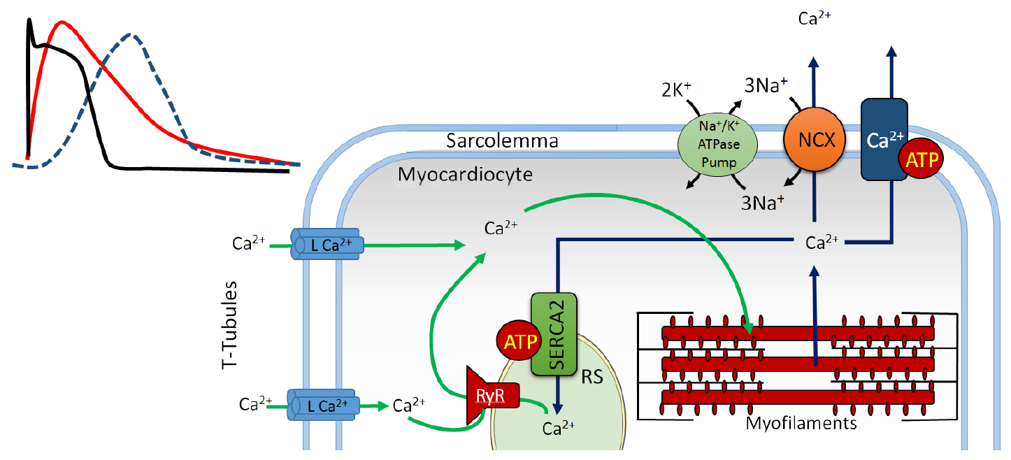 Mechanics and energetics of the myocardium