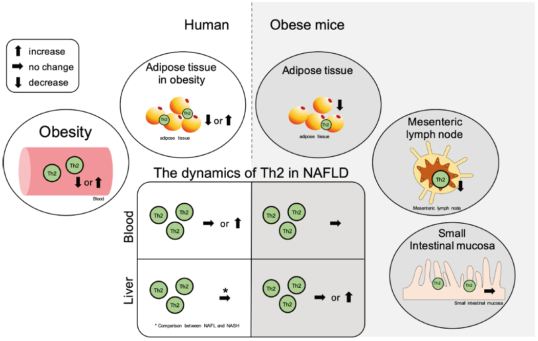 Role Of Cd4 T Cells In The Pathology Of Non Alcoholic Fatty Liver Disease And Related Diseases