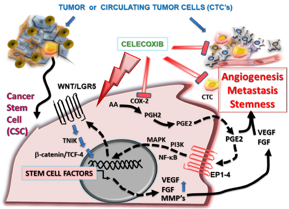 Cancer Stem Cells Stemness Markers And Selected Drug Targeting