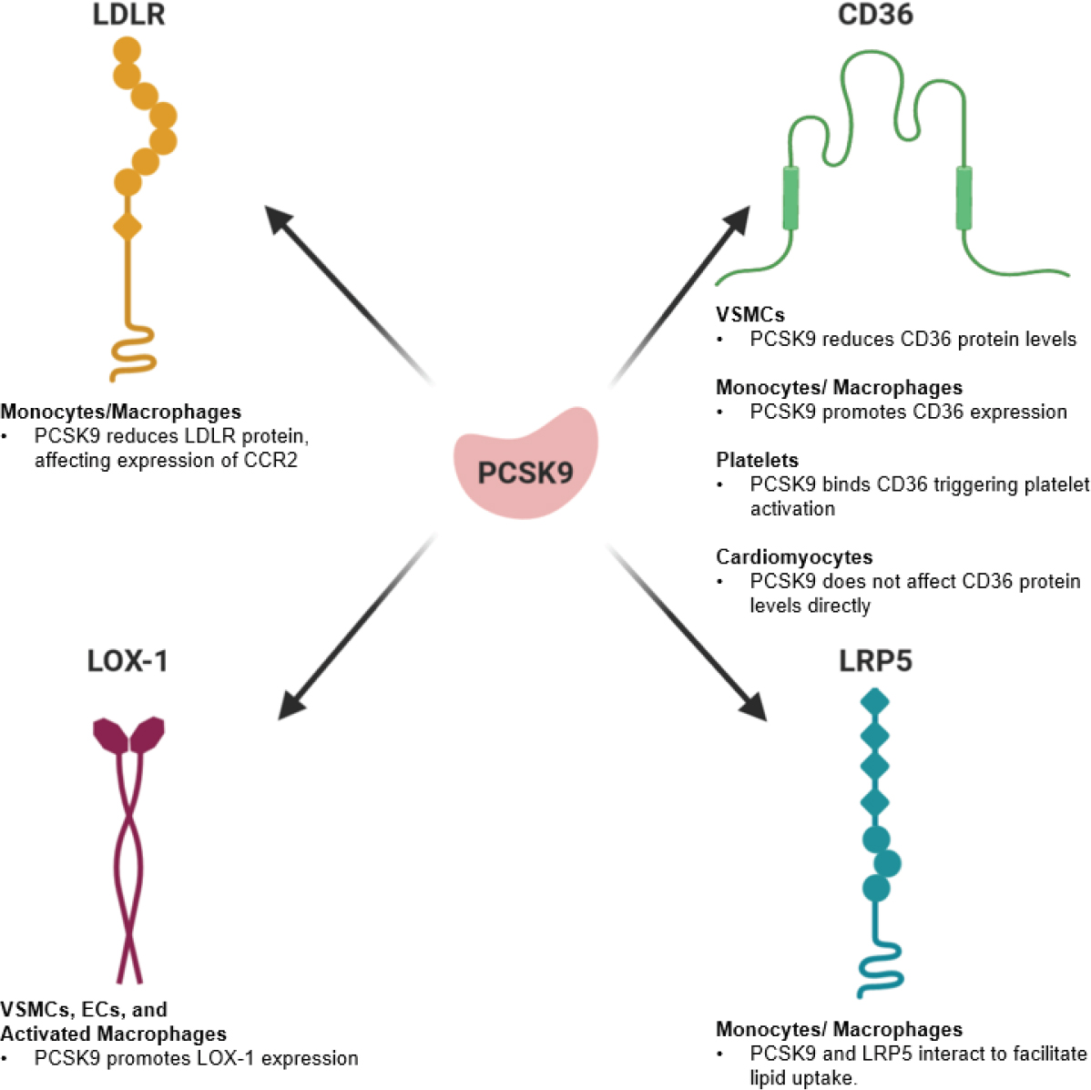 Повышенные уровень функция pcsk9. Ингибиторы pcsk9. Ингибиторы pcsk9 механизм действия. Pcsk9 препараты. Положительная мутация Гена pcsk9 для человека.