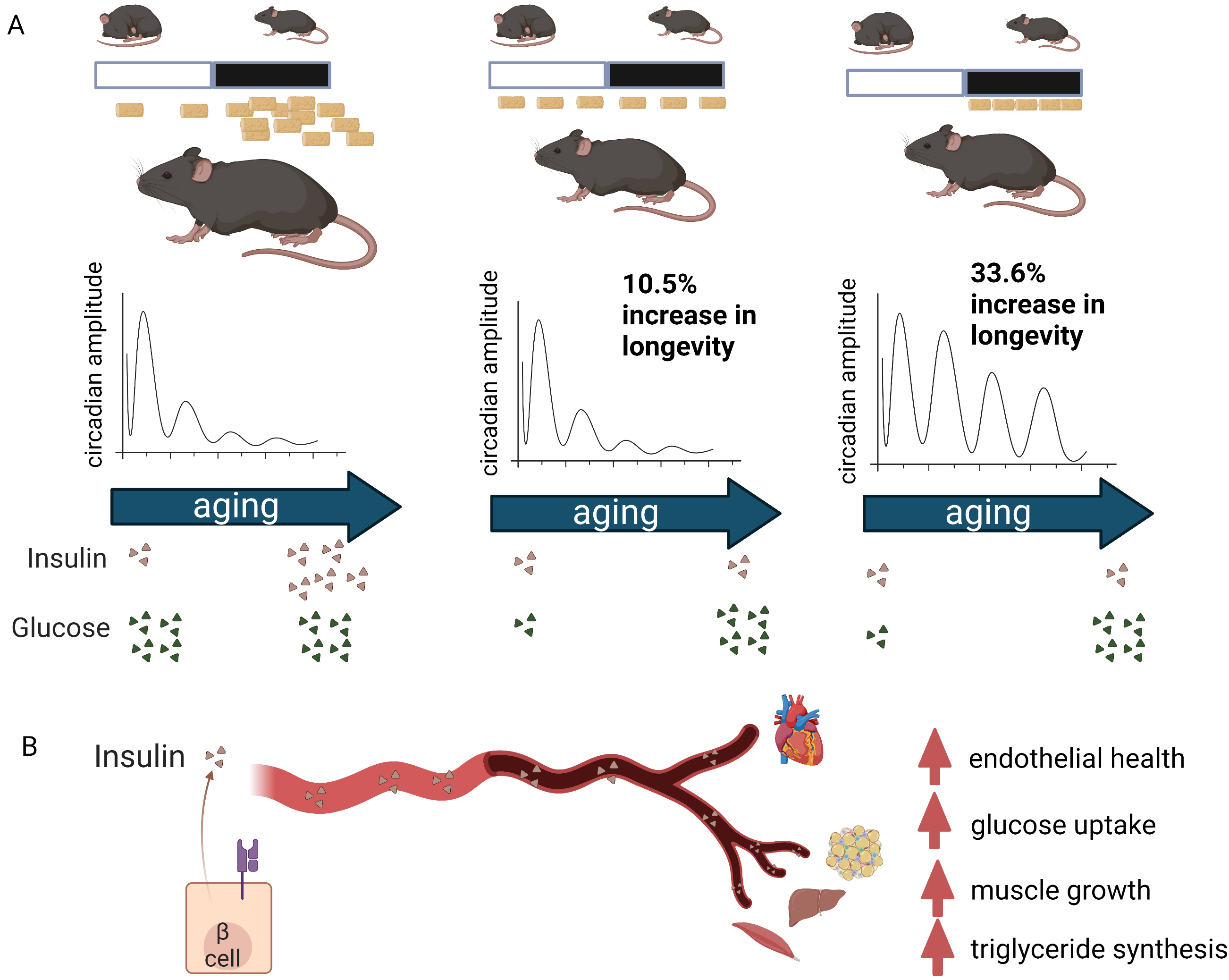 the-importance-of-when-in-calorie-restriction-induced-lifespan-extension