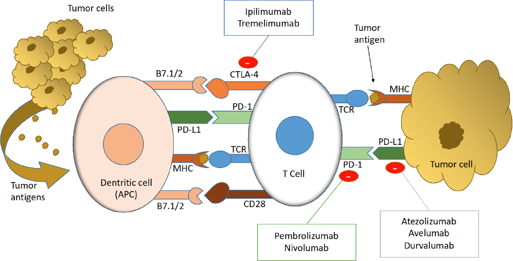 Drug Resistance In Cancer Immunotherapy New Strategies To Improve Checkpoint Inhibitor Therapies