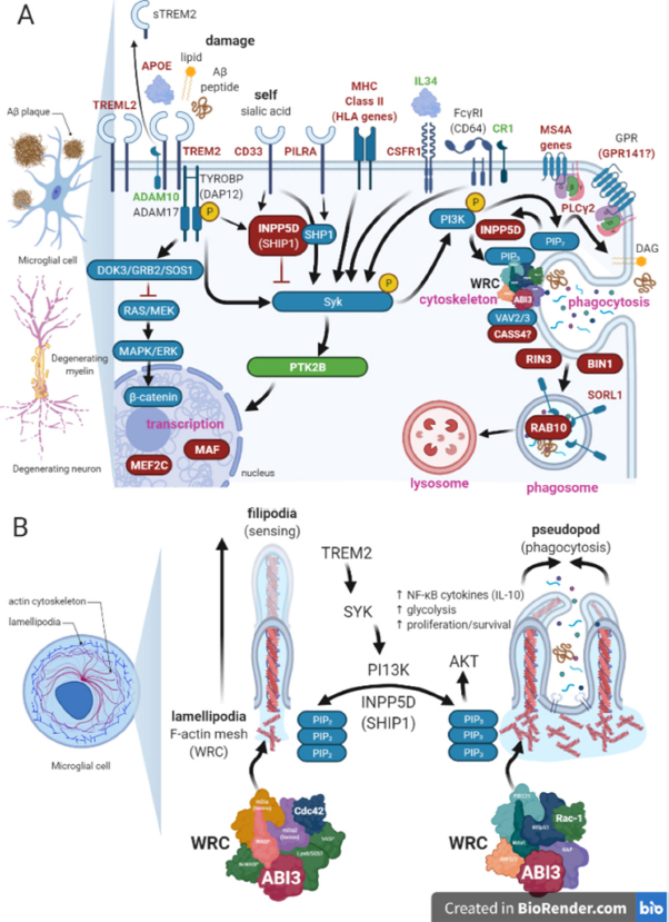 Pathways Linking Alzheimers Disease Risk Genes Expressed Highly In Microglia