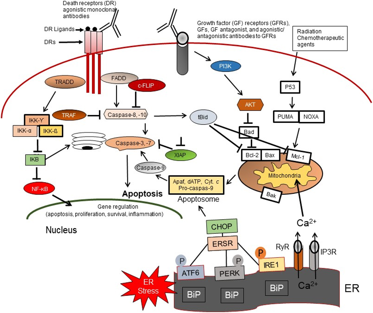 Drug and apoptosis resistance in cancer stem cells: a puzzle with 
