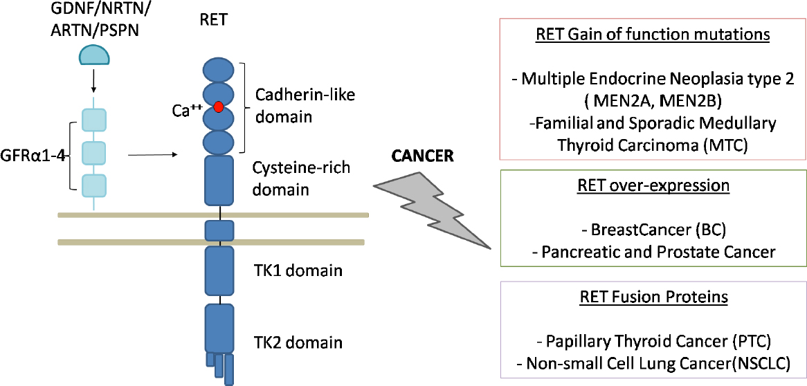 Ret In Breast Cancer Pathogenic Implications And Mechanisms Of