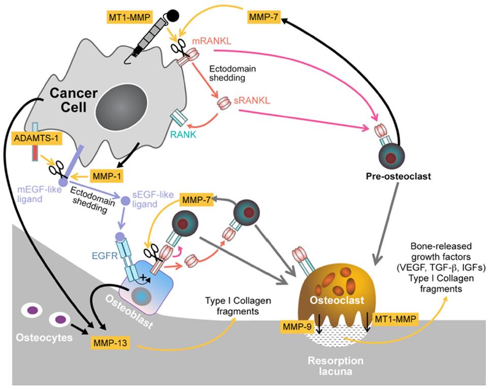 Frontiers Translational Significance For Tumor Metastasis Of Tumor