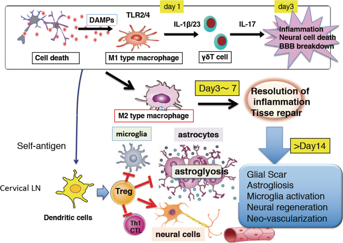 Resolution Of Inflammation And Repair After Ischemic Brain Injury