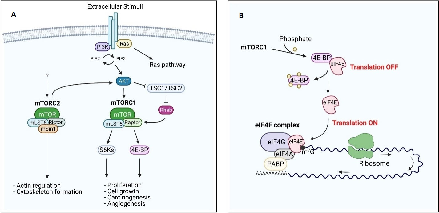 Targeting MTOR And EIF4E: A Feasible Scenario In Ovarian Cancer Therapy