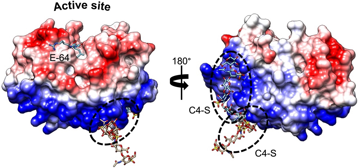 Cathepsin K: both a likely biomarker and a new therapeutic target in lymphangioleiomyomatosis?