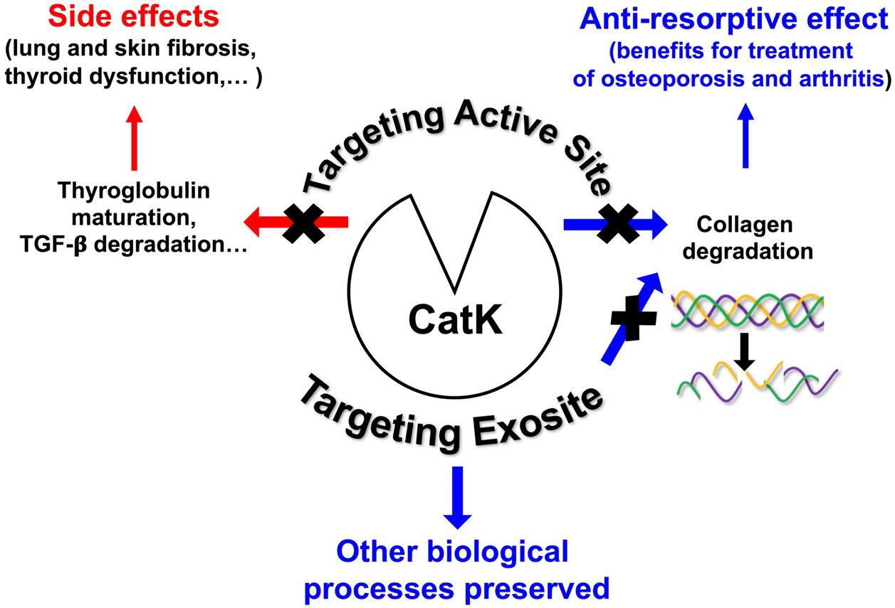 Cathepsin K: both a likely biomarker and a new therapeutic target in lymphangioleiomyomatosis?