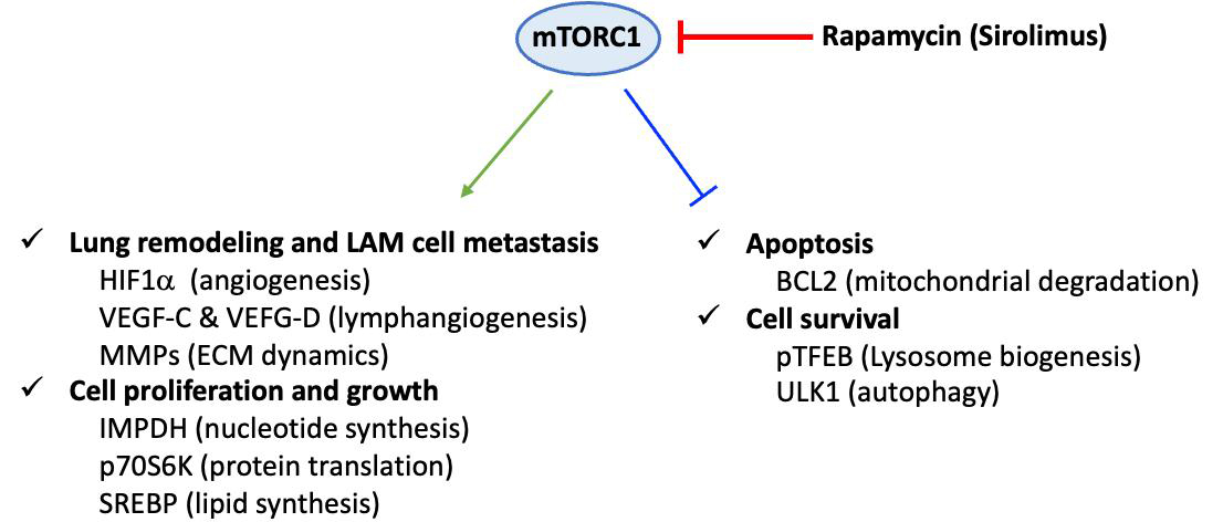 Cathepsin K: both a likely biomarker and a new therapeutic target in lymphangioleiomyomatosis?
