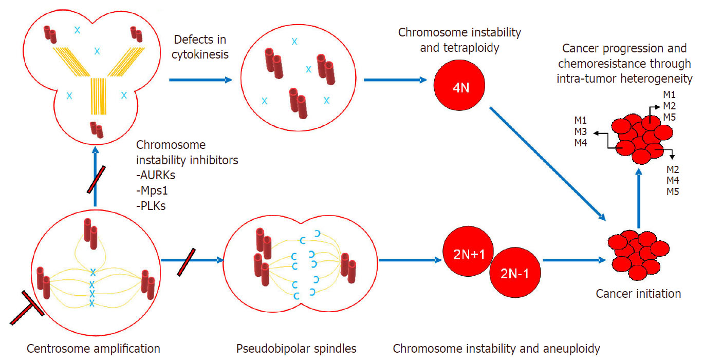 Centrosome Aberrations And Chromosome Instability Contribute To ...