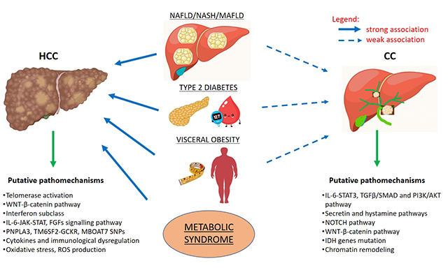 Metabolism and Target Organ Damage