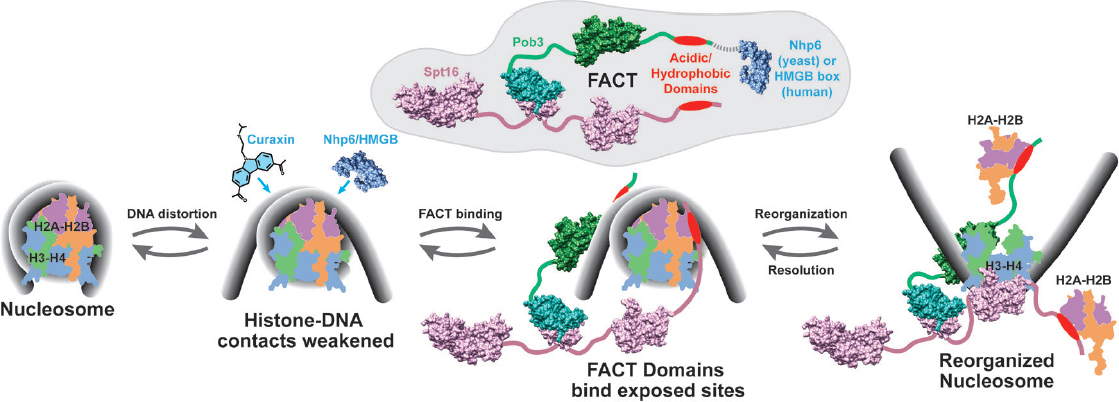 journal of cancer metastasis and treatment