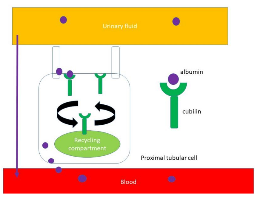 Biallelic cubilin pathogenic variants as a cause of « benign » proteinuria: implications for clinical management