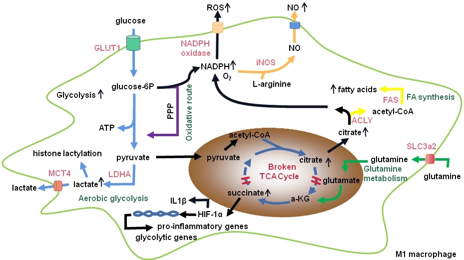 macrophage activation pathway