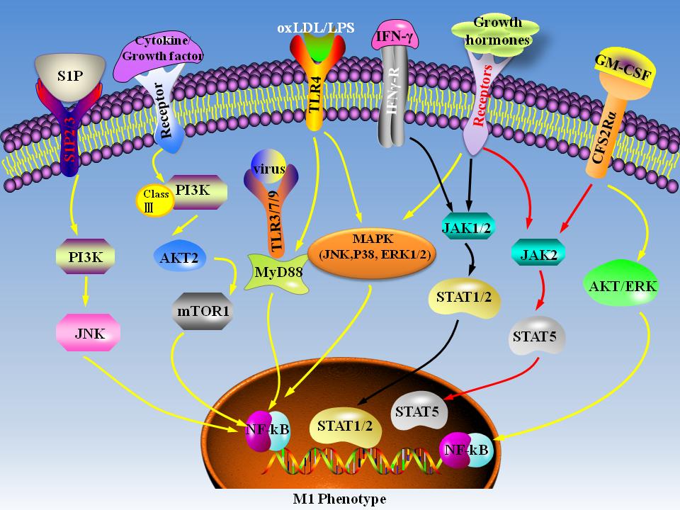 macrophage activation pathway