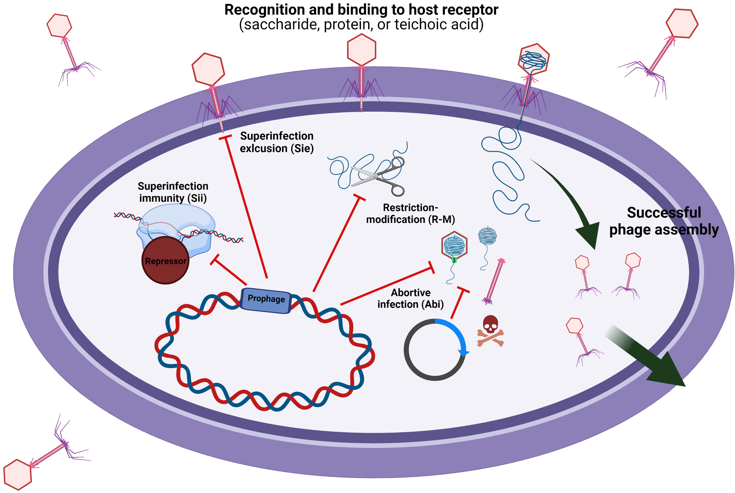 Bacteriophage-host Interactions As A Platform To Establish The Role Of 