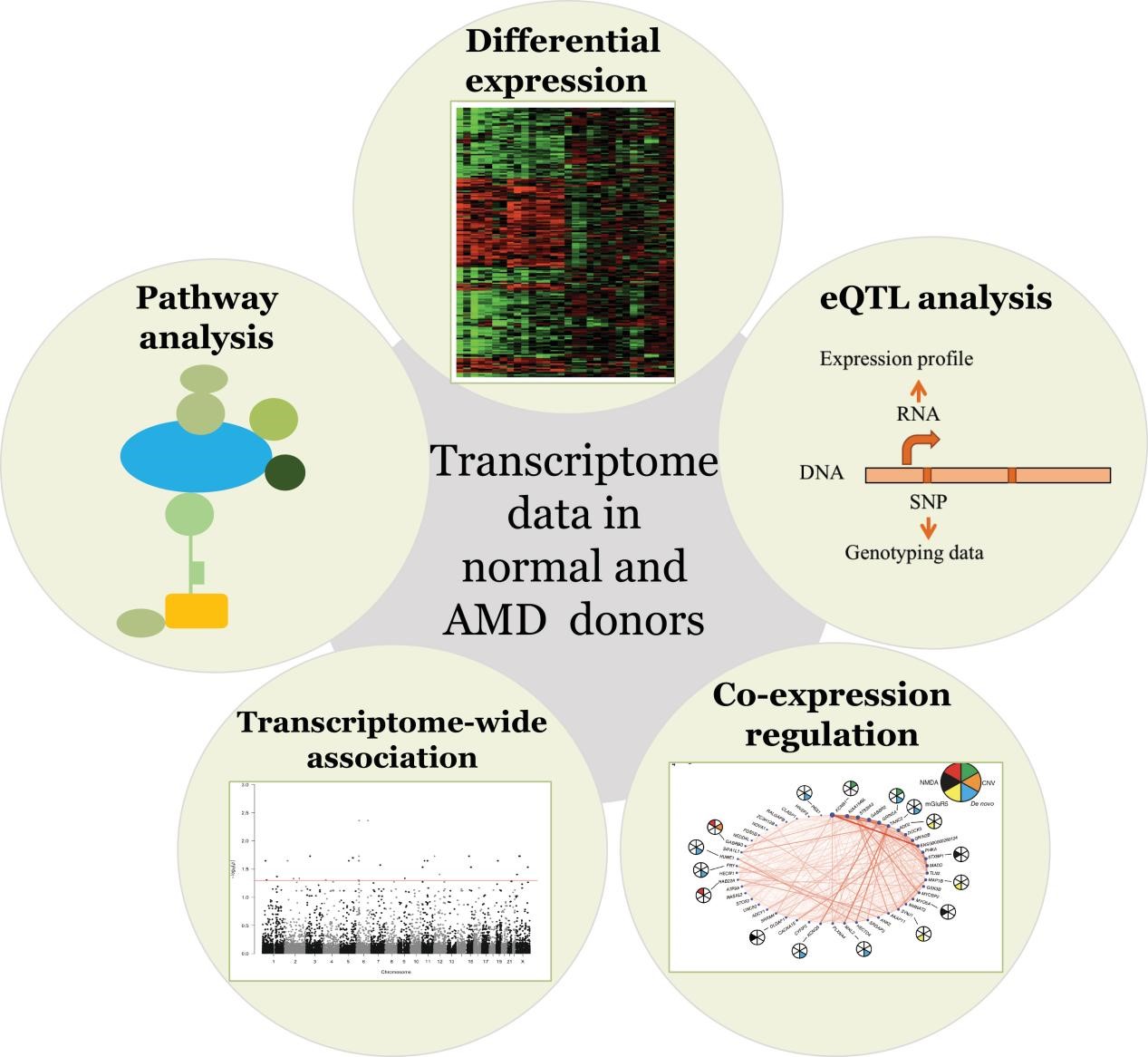 Transcriptomics Insights Into Interpreting AMD-GWAS Discoveries For ...