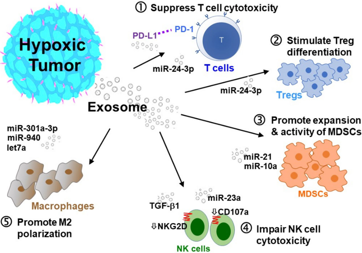 Exosome Secretion From Hypoxic Cancer Cells Reshapes The Tumor Microenvironment And Mediates 4519