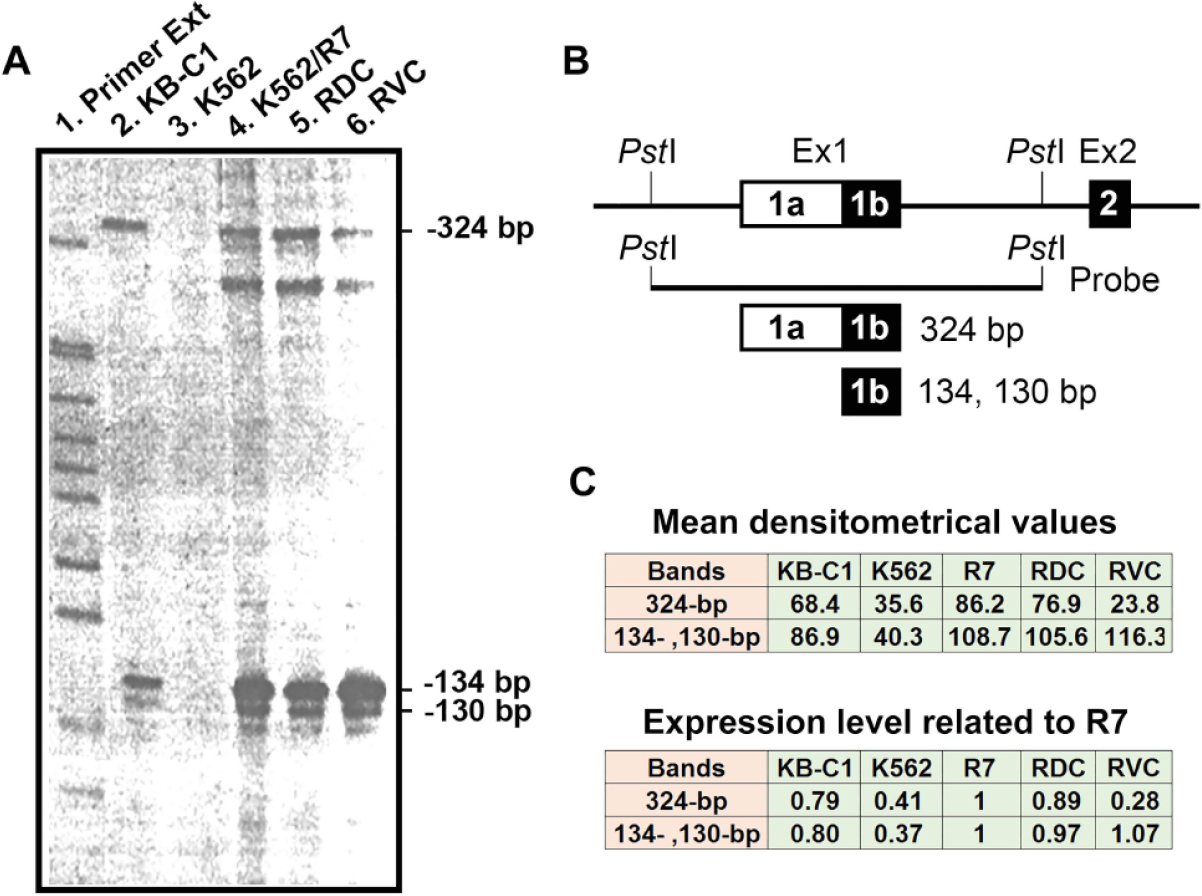 Genomic Stability At The Coding Regions Of The Multidrug Transporter Gene Abcb1 Insights Into The Development Of Alternative Drug Resistance Mechanisms In Human Leukemia Cells