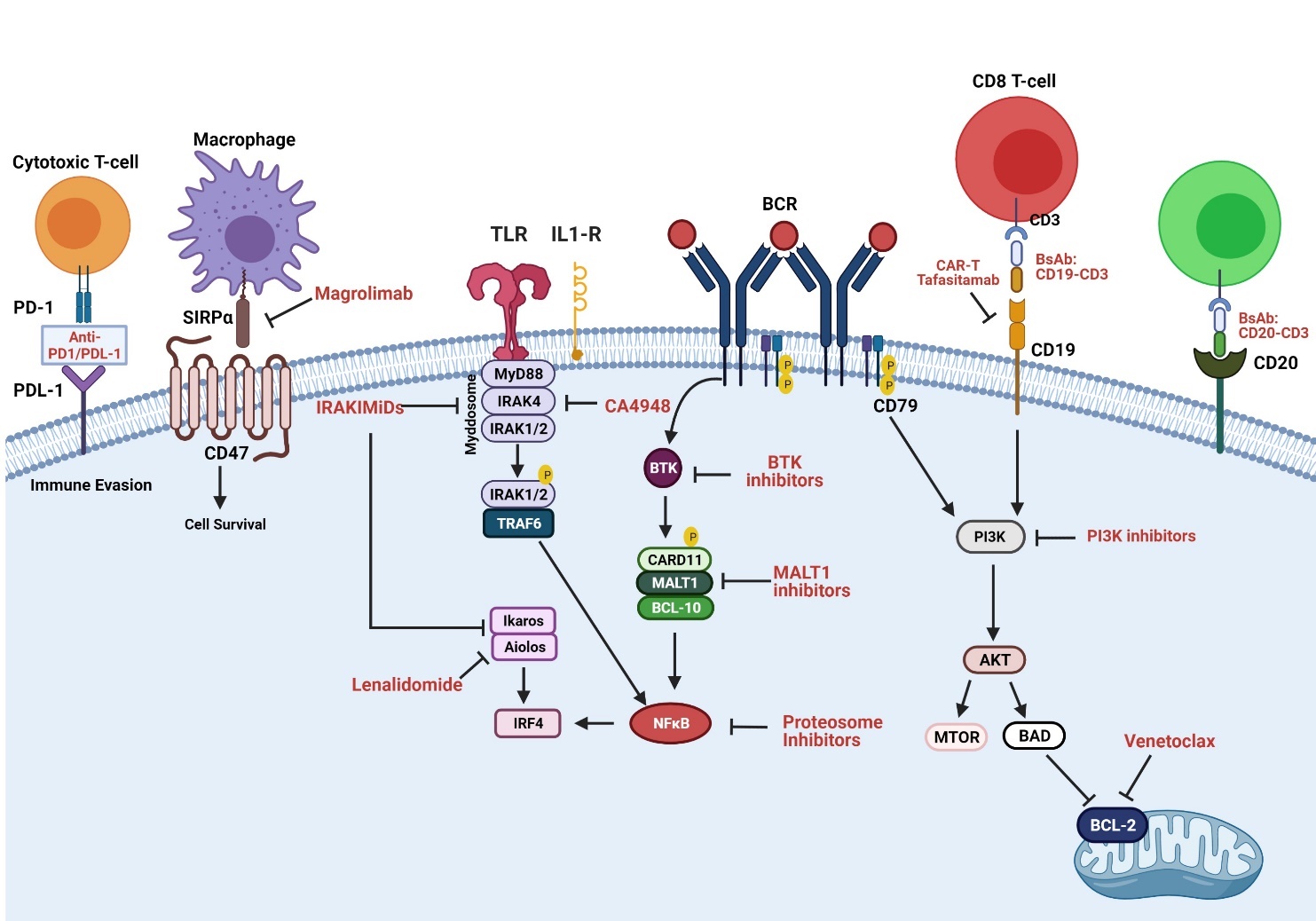 Diffuse Large B-Cell Lymphoma: From Novel Molecular Classifications To ...