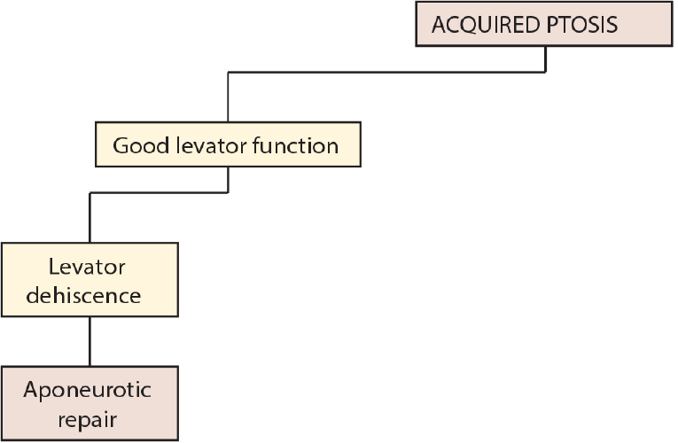 Evaluation And Management Of Acquired Ptosis