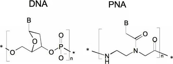 peptide nucleic acid based targeting of