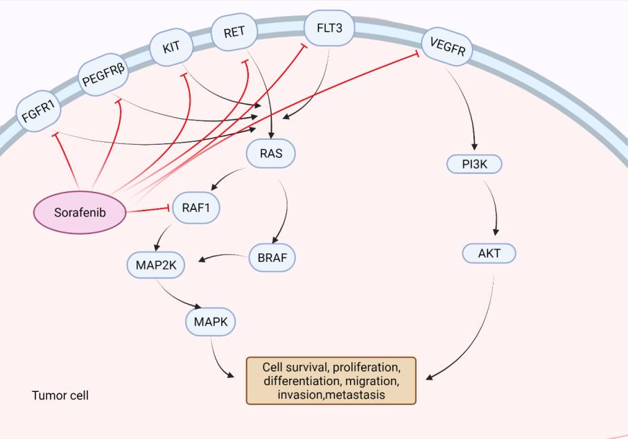 sorafenib mechanism of action