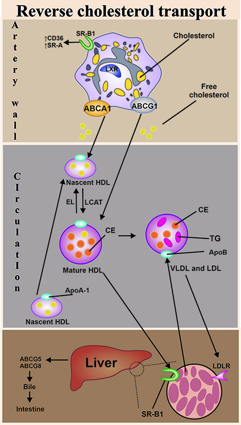 Features of cholesterol metabolism in macrophages in immunoinflammatory ...