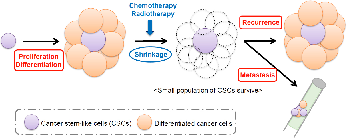 Drug Resistance Mechanisms Of Cancer Stem-like Cells And Their ...