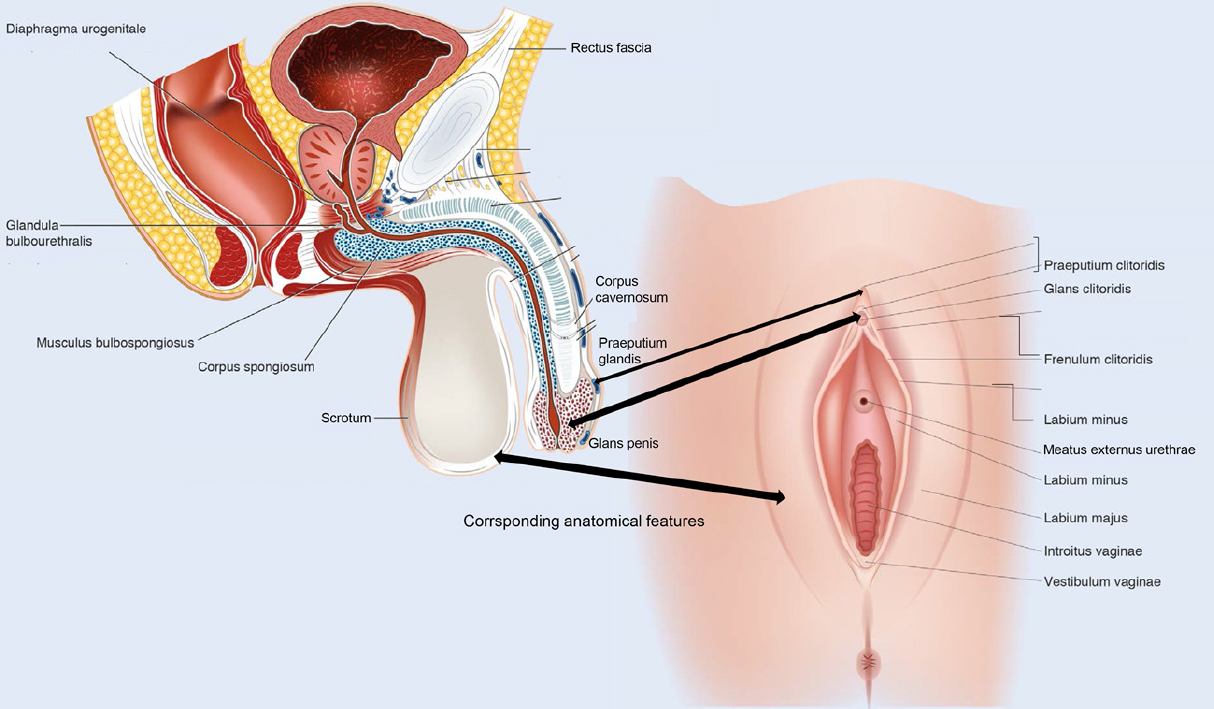 Wound Repair And Scarring Of Genital Skin