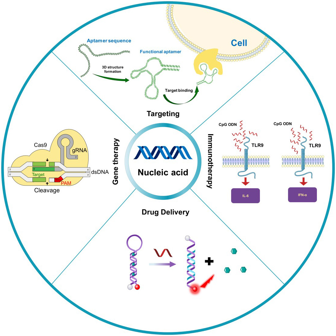 Nucleic Acids Function